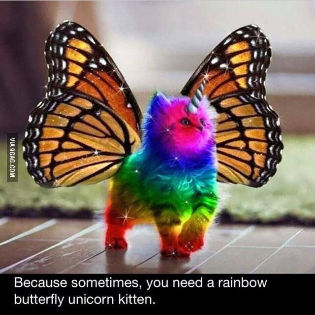 Rainbow butterfly unicorn kitten