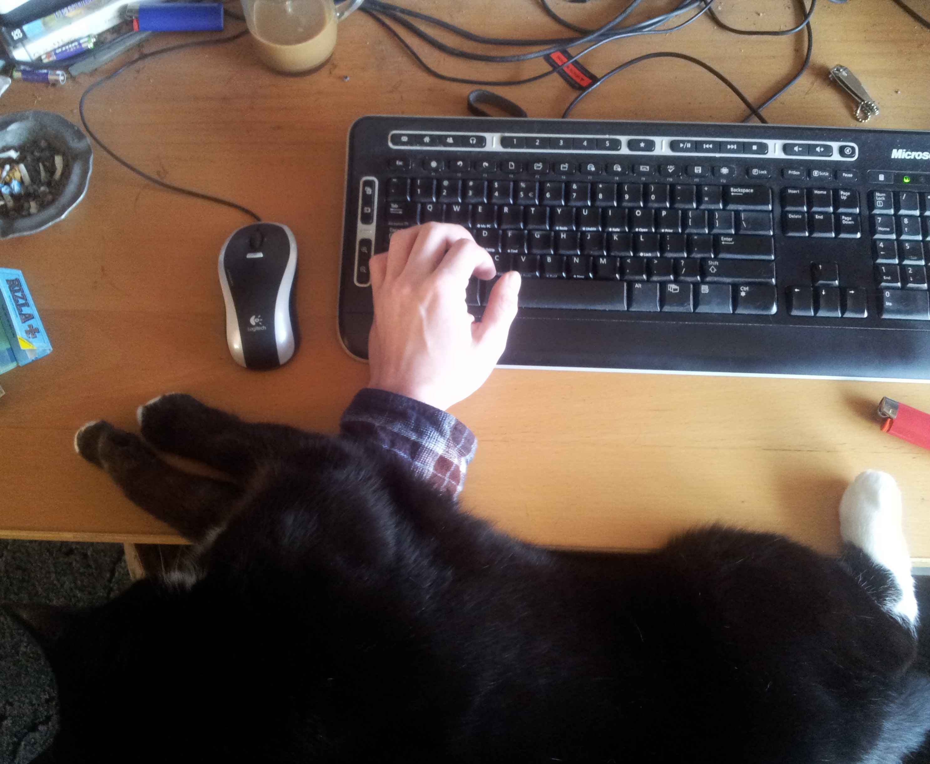 Art of typing around the cat